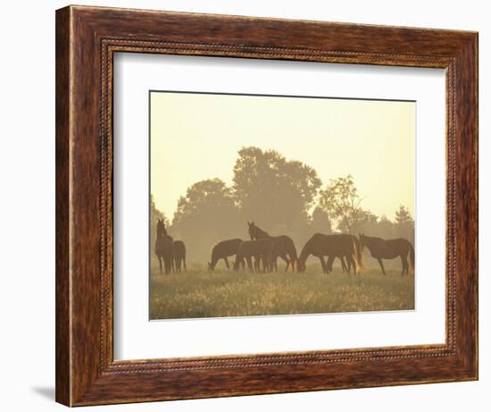 Thoroughbred Race Horses at Sunrise, Louisville, Kentucky, USA-Adam Jones-Framed Photographic Print