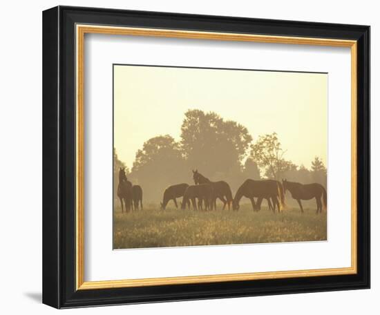 Thoroughbred Race Horses at Sunrise, Louisville, Kentucky, USA-Adam Jones-Framed Photographic Print