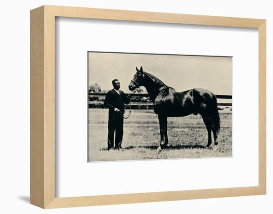 Thoroughbred racehorse, Man O' War, c1920-Unknown-Framed Photographic Print