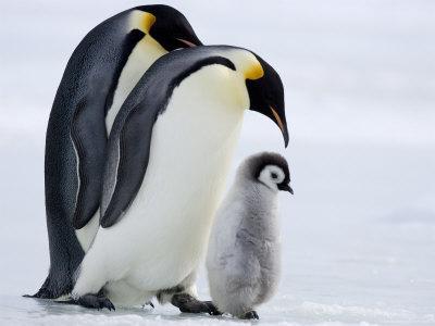 'Emperor Penguins (Aptenodytes Forsteri) and Chick, Snow Hill Island ...