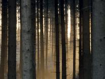 Fog in the Forest, Bielefeld, North Rhine-Westphalia, Germany-Thorsten Milse-Photographic Print