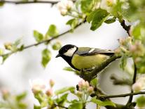 Great Tit (Parus Major) in Apple Tree, Bielefeld, Nordrhein Westfalen, Germany-Thorsten Milse-Photographic Print