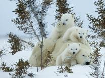 Polar Bear (Ursus Maritimus) Mother with Triplets, Wapusk National Park, Churchill, Manitoba-Thorsten Milse-Photographic Print