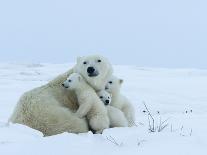 Polar Bear Cubs (Ursus Maritimus), Churchill, Hudson Bay, Manitoba, Canada-Thorsten Milse-Photographic Print