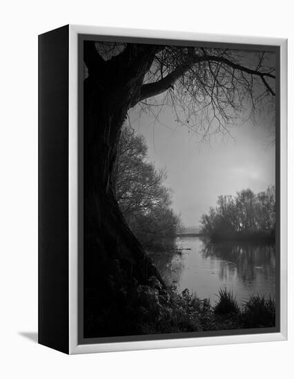 Thoughtbird-Tim Kahane-Framed Premier Image Canvas