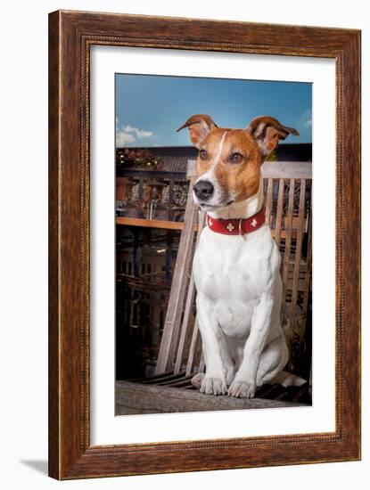 Thoughtful Dog-Javier Brosch-Framed Photographic Print