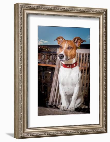 Thoughtful Dog-Javier Brosch-Framed Photographic Print