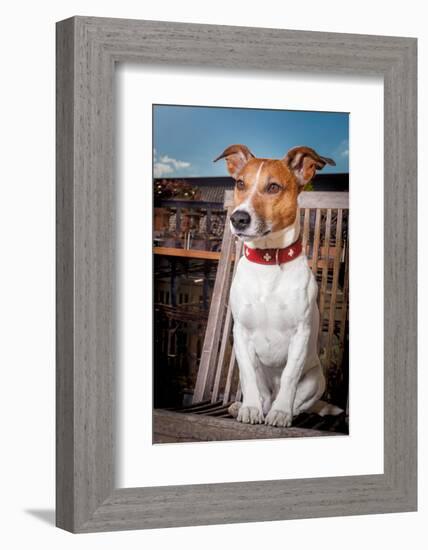 Thoughtful Dog-Javier Brosch-Framed Photographic Print