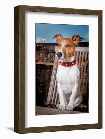 Thoughtful Dog-Javier Brosch-Framed Photographic Print