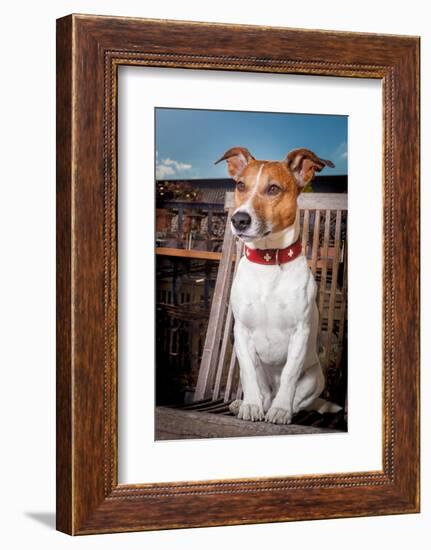 Thoughtful Dog-Javier Brosch-Framed Photographic Print