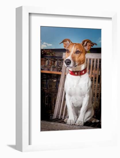 Thoughtful Dog-Javier Brosch-Framed Photographic Print