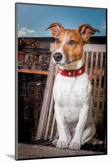 Thoughtful Dog-Javier Brosch-Mounted Photographic Print