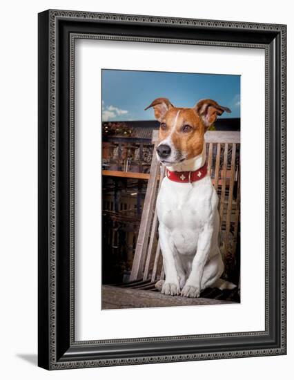 Thoughtful Dog-Javier Brosch-Framed Photographic Print