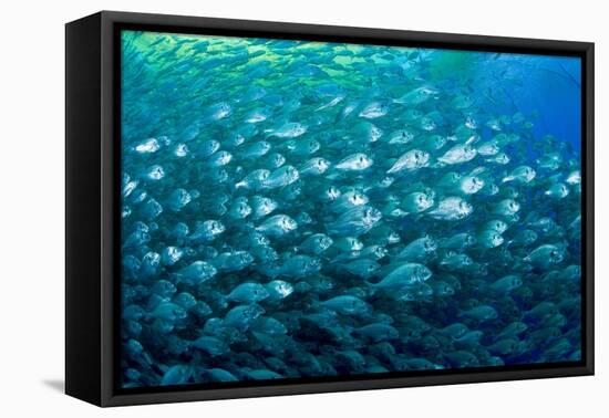 Thousand of Gilt-head bream, Italy, Tyrrhenian Sea-Franco Banfi-Framed Premier Image Canvas