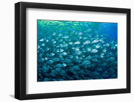 Thousand of Gilt-head bream, Italy, Tyrrhenian Sea-Franco Banfi-Framed Photographic Print