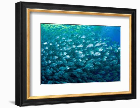 Thousand of Gilt-head bream, Italy, Tyrrhenian Sea-Franco Banfi-Framed Photographic Print