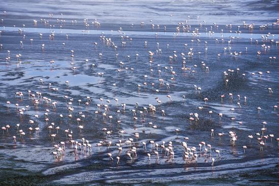 thousands of flamingos at laguna colorada bolivia photographic