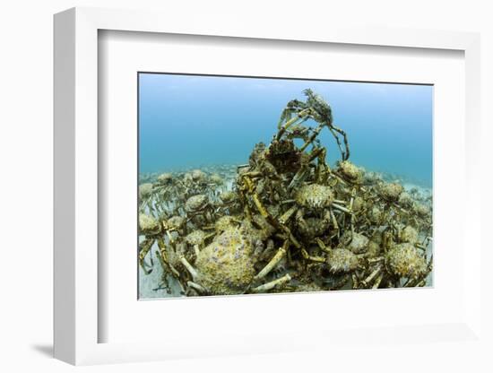 Thousands of moulting Spider crabs, Australia-Pascal Kobeh-Framed Photographic Print