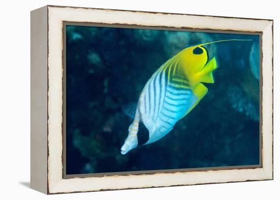 Thread Fin Butterflyfish (Chaetodon Auriga), Usually Seen in Pairs, Queensland, Australia, Pacific-Louise Murray-Framed Premier Image Canvas