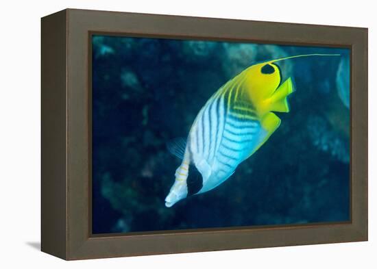 Thread Fin Butterflyfish (Chaetodon Auriga), Usually Seen in Pairs, Queensland, Australia, Pacific-Louise Murray-Framed Premier Image Canvas