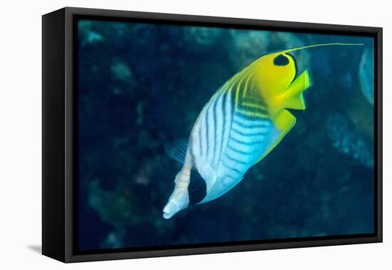 Thread Fin Butterflyfish (Chaetodon Auriga), Usually Seen in Pairs, Queensland, Australia, Pacific-Louise Murray-Framed Premier Image Canvas