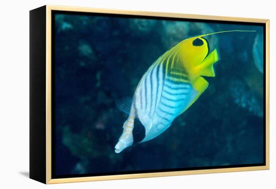 Thread Fin Butterflyfish (Chaetodon Auriga), Usually Seen in Pairs, Queensland, Australia, Pacific-Louise Murray-Framed Premier Image Canvas