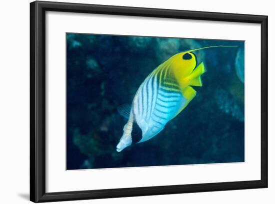 Thread Fin Butterflyfish (Chaetodon Auriga), Usually Seen in Pairs, Queensland, Australia, Pacific-Louise Murray-Framed Photographic Print