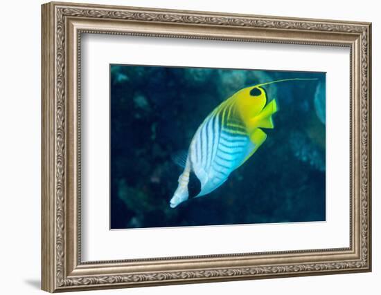 Thread Fin Butterflyfish (Chaetodon Auriga), Usually Seen in Pairs, Queensland, Australia, Pacific-Louise Murray-Framed Photographic Print