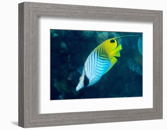 Thread Fin Butterflyfish (Chaetodon Auriga), Usually Seen in Pairs, Queensland, Australia, Pacific-Louise Murray-Framed Photographic Print