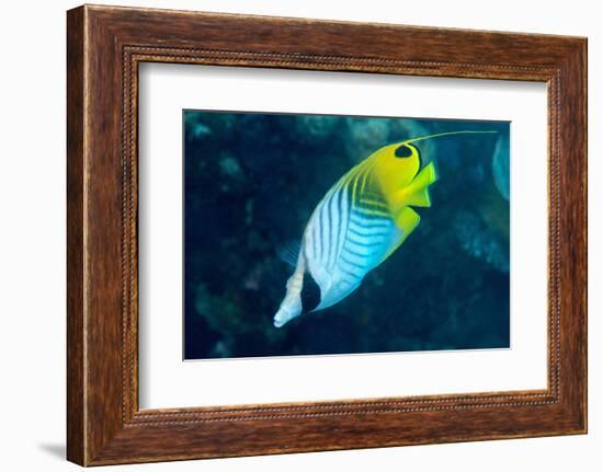 Thread Fin Butterflyfish (Chaetodon Auriga), Usually Seen in Pairs, Queensland, Australia, Pacific-Louise Murray-Framed Photographic Print