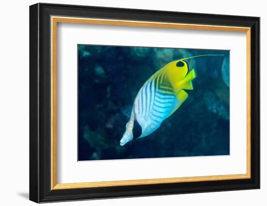 Thread Fin Butterflyfish (Chaetodon Auriga), Usually Seen in Pairs, Queensland, Australia, Pacific-Louise Murray-Framed Photographic Print