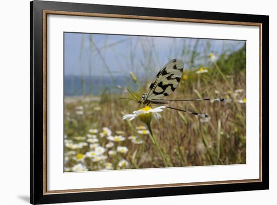 Thread-Winged - Spoonwing Lacewing - Antlion (Nemoptera Sinuata) Feeding-Nick Upton-Framed Photographic Print