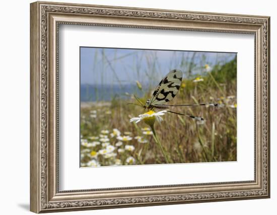 Thread-Winged - Spoonwing Lacewing - Antlion (Nemoptera Sinuata) Feeding-Nick Upton-Framed Photographic Print