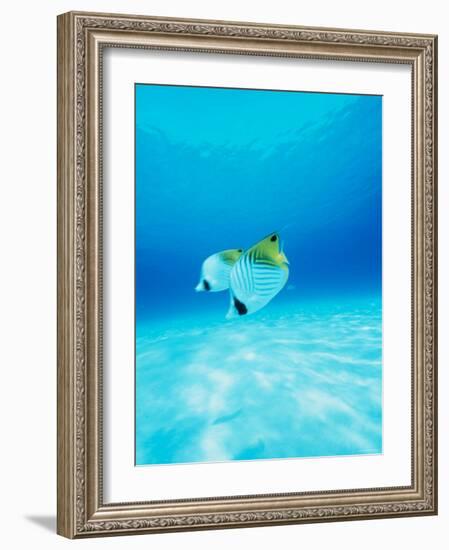 Threadfin Brtterflyfish-null-Framed Photographic Print