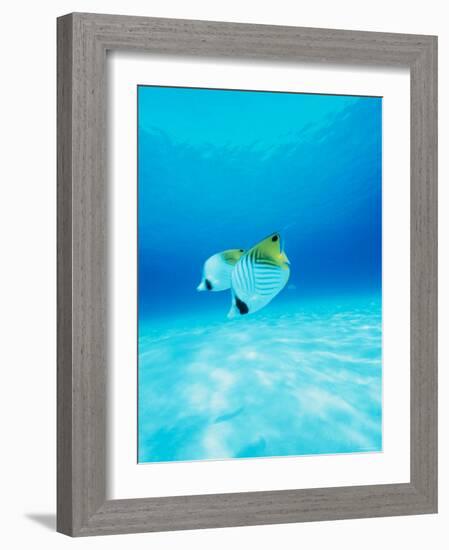 Threadfin Brtterflyfish-null-Framed Photographic Print