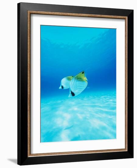 Threadfin Brtterflyfish-null-Framed Photographic Print