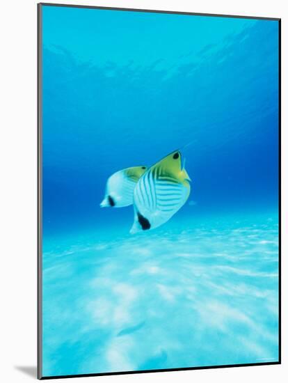 Threadfin Brtterflyfish-null-Mounted Photographic Print