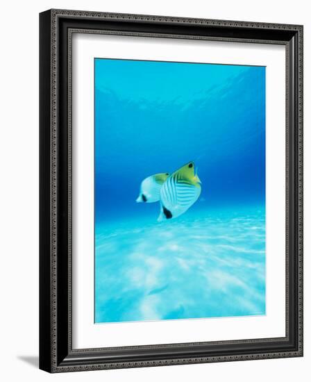 Threadfin Brtterflyfish-null-Framed Photographic Print