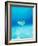 Threadfin Brtterflyfish-null-Framed Photographic Print