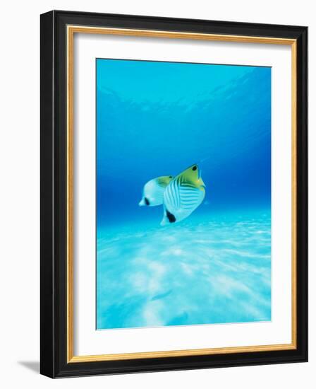 Threadfin Brtterflyfish-null-Framed Photographic Print