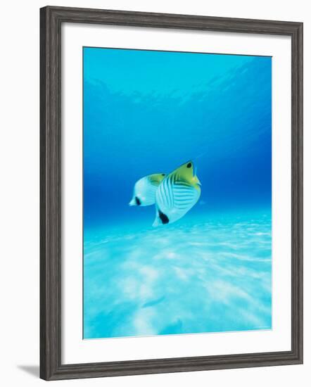 Threadfin Brtterflyfish-null-Framed Photographic Print