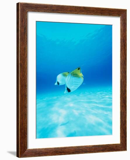 Threadfin Brtterflyfish-null-Framed Photographic Print