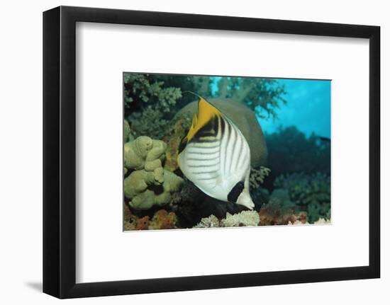 Threadfin Butterflyfish Swimming near a Coral Reef. (Chaetodon Auriga) Red Sea, Sudan, Africa-Reinhard Dirscherl-Framed Photographic Print