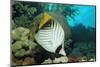 Threadfin Butterflyfish Swimming near a Coral Reef. (Chaetodon Auriga) Red Sea, Sudan, Africa-Reinhard Dirscherl-Mounted Photographic Print