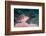 Threadfin hawkfish, Indonesia-Georgette Douwma-Framed Photographic Print