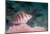 Threadfin hawkfish, Indonesia-Georgette Douwma-Mounted Photographic Print