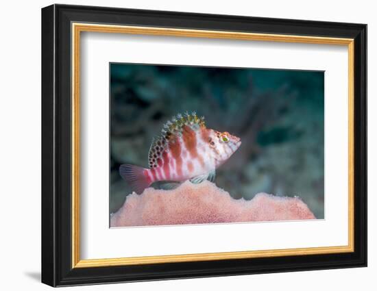 Threadfin hawkfish, Indonesia-Georgette Douwma-Framed Photographic Print