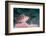 Threadfin hawkfish, Indonesia-Georgette Douwma-Framed Photographic Print