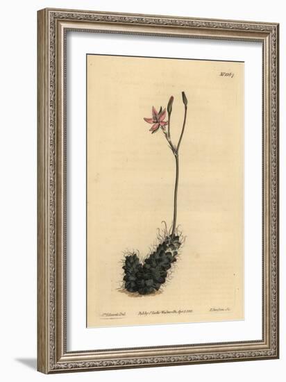 Thready Anacampseros, Anacampseros Filamentosa-Sydenham Teast Edwards-Framed Giclee Print