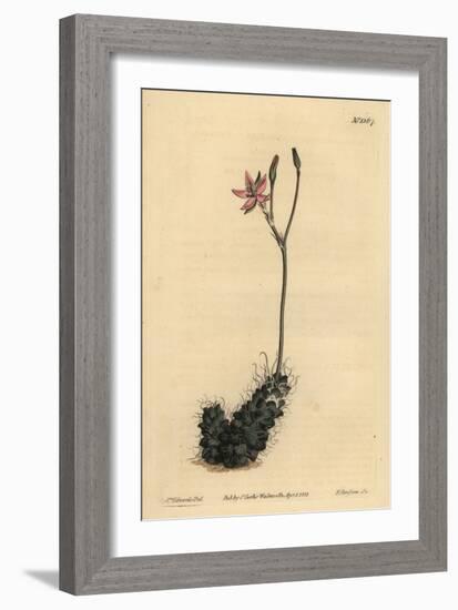 Thready Anacampseros, Anacampseros Filamentosa-Sydenham Teast Edwards-Framed Giclee Print